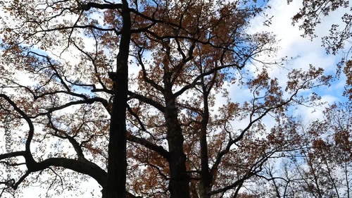 POV walking along tall branching oak trees in yellow autumn foliage against the sky 