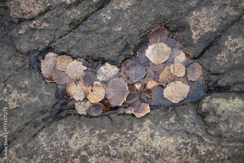 Dried, brown leaves float in a shallow pool of water nestled between rugged, dark gray rocks. Natural light highlights textures and earthy tones.