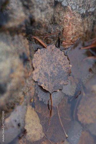 A dried, brown leaf with visible veins floats in shallow, clear water beside mossy rocks. Soft, diffused lighting highlights textures and subtle color variations in earthy tones.