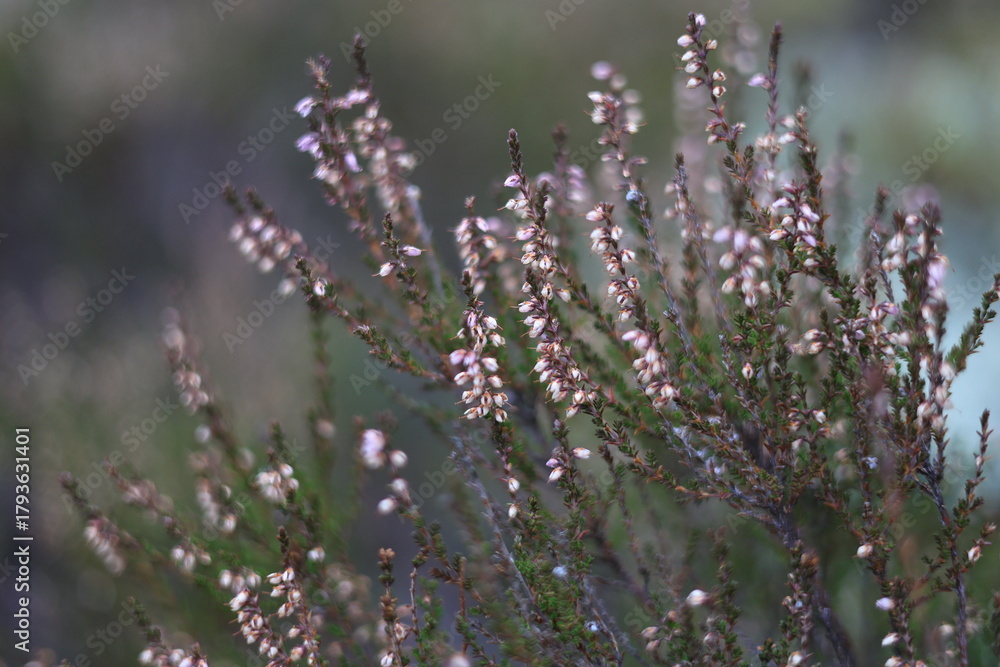 Obraz premium Delicate white and pink heather blooms on slender, dark stems against a softly blurred green and gray background, captured in soft, diffused natural light.