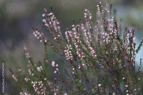 Delicate white and pink heather blooms on slender, dark stems against a softly blurred green and gray background, captured in soft, diffused natural light.
