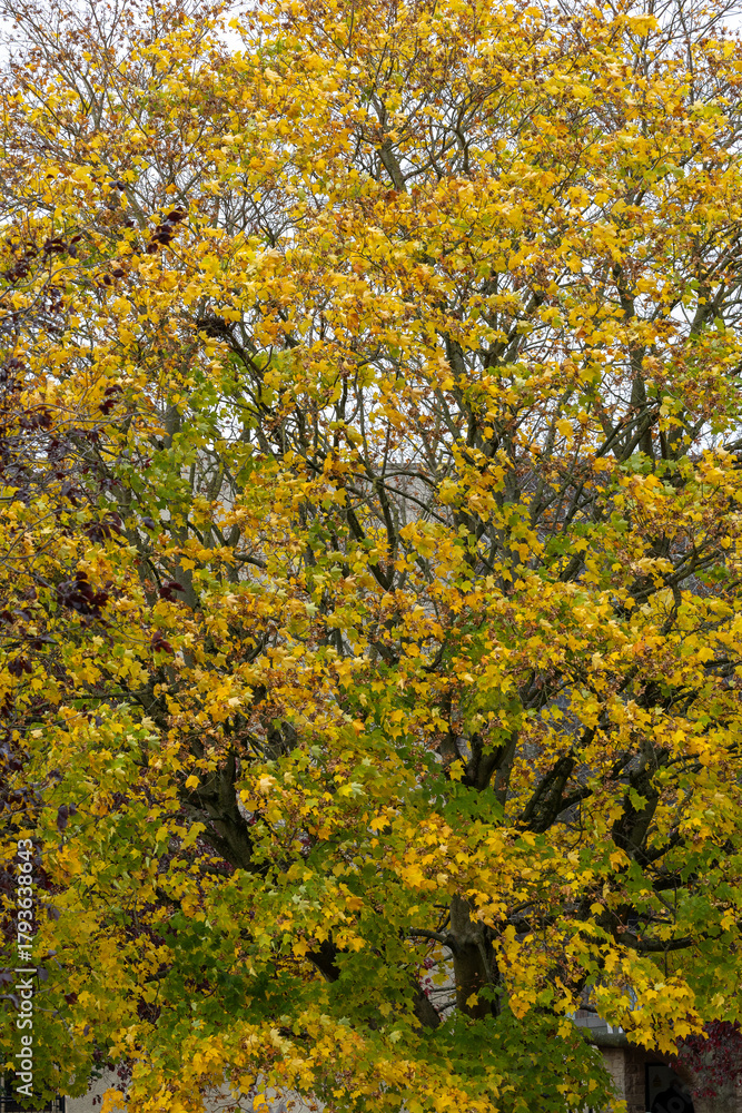 Fototapeta premium Tree with Autumn Foliage