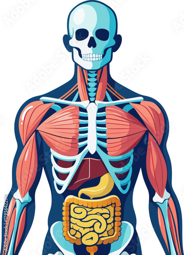 Detailed anatomical illustration of the human skeletal and muscular system highlighting internal organs with a transparent background showcasing