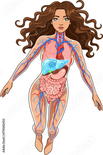 Illustration of the human body's internal anatomy with detailed organ and vascular system depiction on transparent background for educational purposes