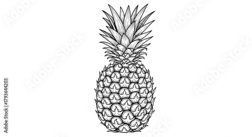 Illustration of detailed black and white line drawing of a pineapple