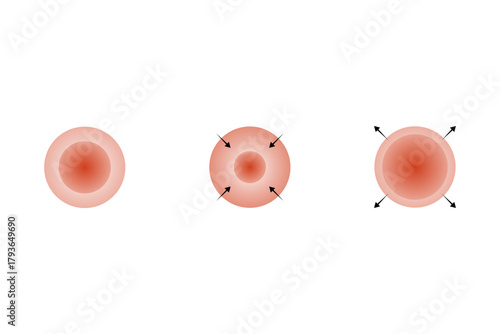Vasoconstriction and Vasodilation Science Design. Vector Illustration.