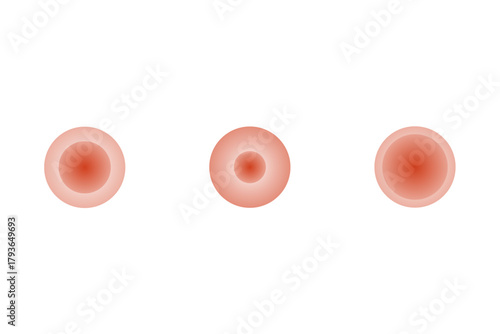 Vasoconstriction and Vasodilation Science Design. Vector Illustration.