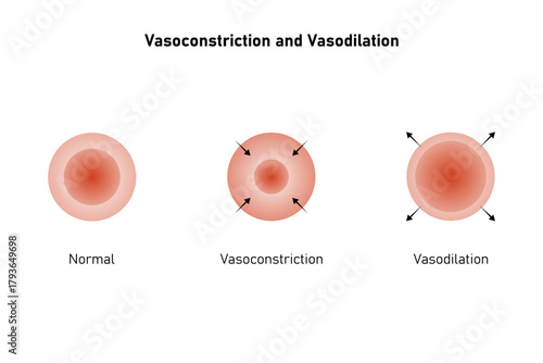 Vasoconstriction and Vasodilation Science Design. Vector Illustration.
