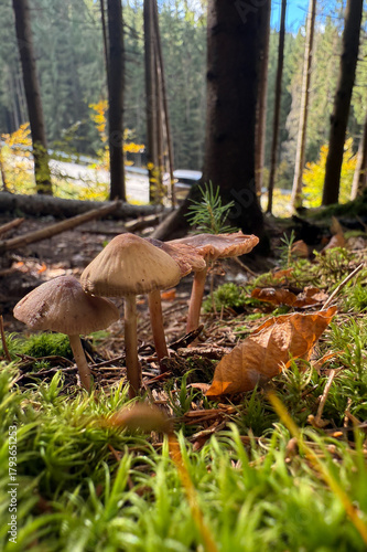 Mushrooms on lush moss surface, golden leaf litter surrounds tall pine trunks in soft focus