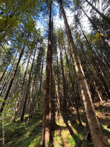 Imposing pine woodlands bathed in sunlight and untouched tranquility for nature photography