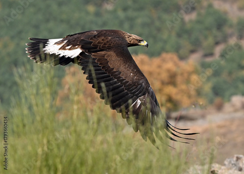 Wallpaper Mural a majestic golden eagle in the mountain Torontodigital.ca
