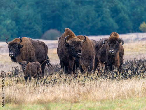 Components of a herd of European Bison in the Bialowieza National Park in Poland