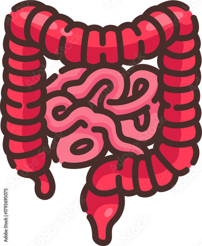 Illustration of large and small intestines showing digestive pathway, used for biology, healthcare, and anatomy educational materials