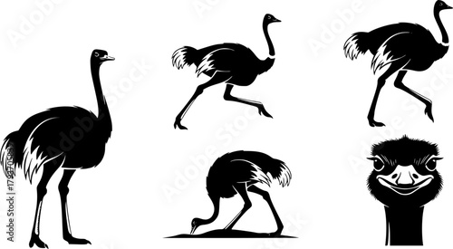 Ostrich silhouettes, Ostrich, Ostrich vector illustration, Ostrich clipart, Ostrich silhouette set