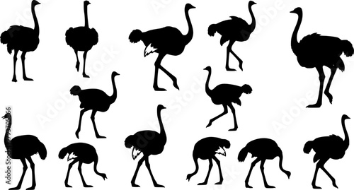 Ostrich silhouettes, Ostrich, Ostrich vector illustration, Ostrich clipart, Ostrich silhouette set