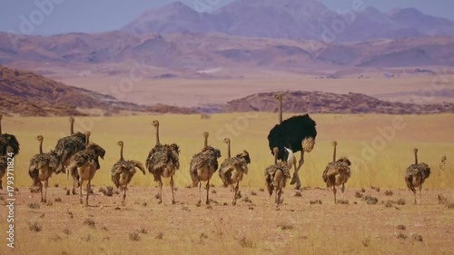 Wallpaper Mural Common Ostrich - Struthio camelus huge flightless bird native to Africa, the largest living bird, long strong red legs, long neck, small head, big male bird walk in savannah with small chicken. Torontodigital.ca