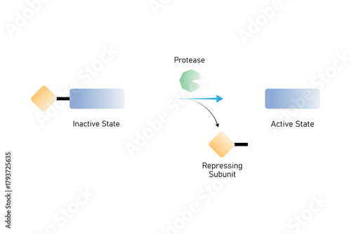 Zymogen Activation Reaction Science Design. Vector Illustration.