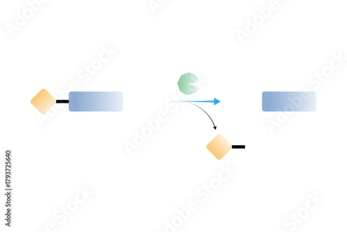 Zymogen Activation Reaction Science Design. Vector Illustration.