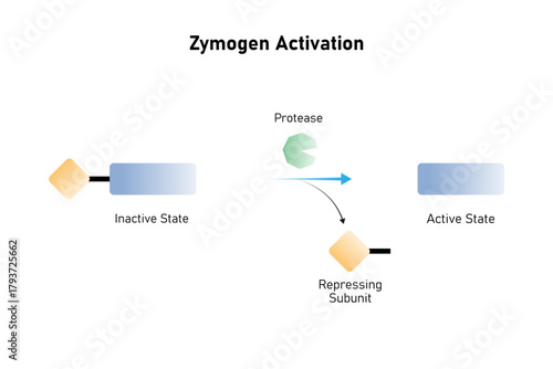 Zymogen Activation Reaction Science Design. Vector Illustration.