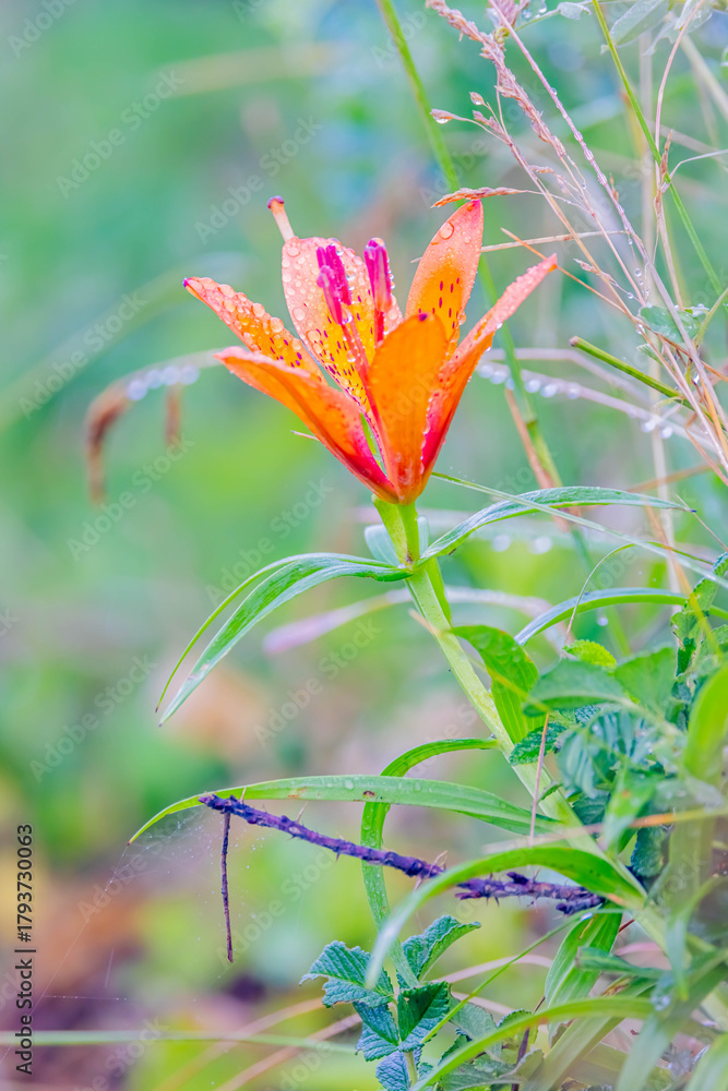 Obraz premium エゾスカシユリ 