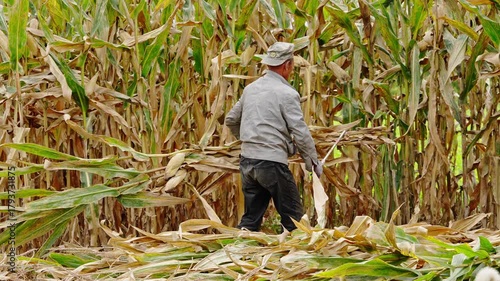Farmers harvesting corn during the autumn harvest