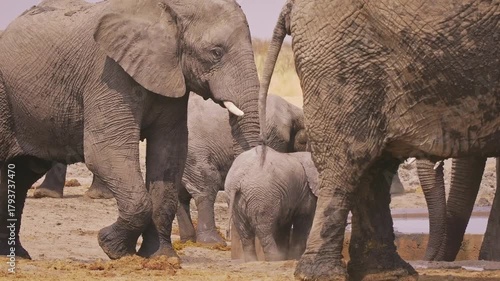 African Bush Elephant - Loxodonta africana herd of majestic animals, many males with females and cubs in savannah drink from waterhole in Etosha Namibia, life in the middle of the herd in Africa.