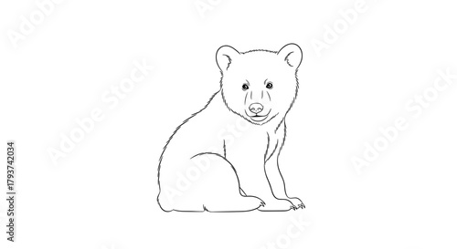 Illustration of a sitting bear cub with outline on white background