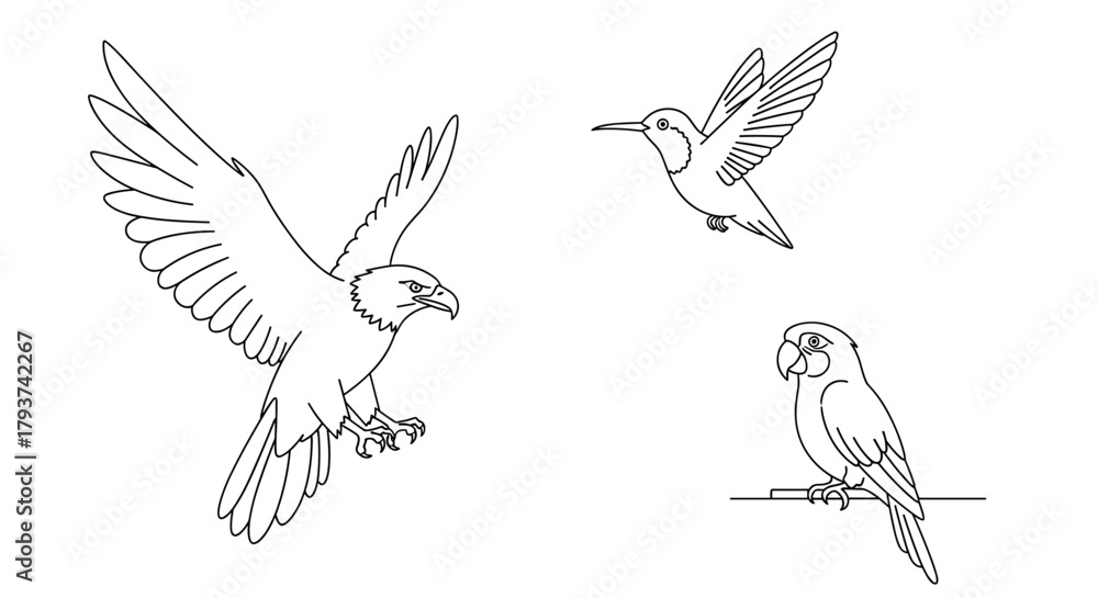 Obraz premium Illustration of an eagle hummingbird and parrot in line drawing style