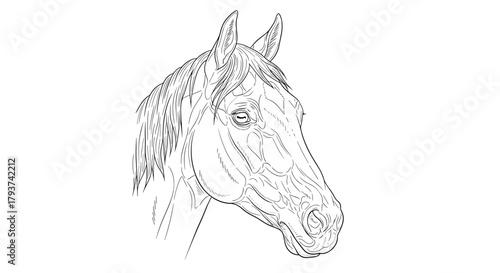 Detailed line drawing of a horse head with flowing mane and pointed ears