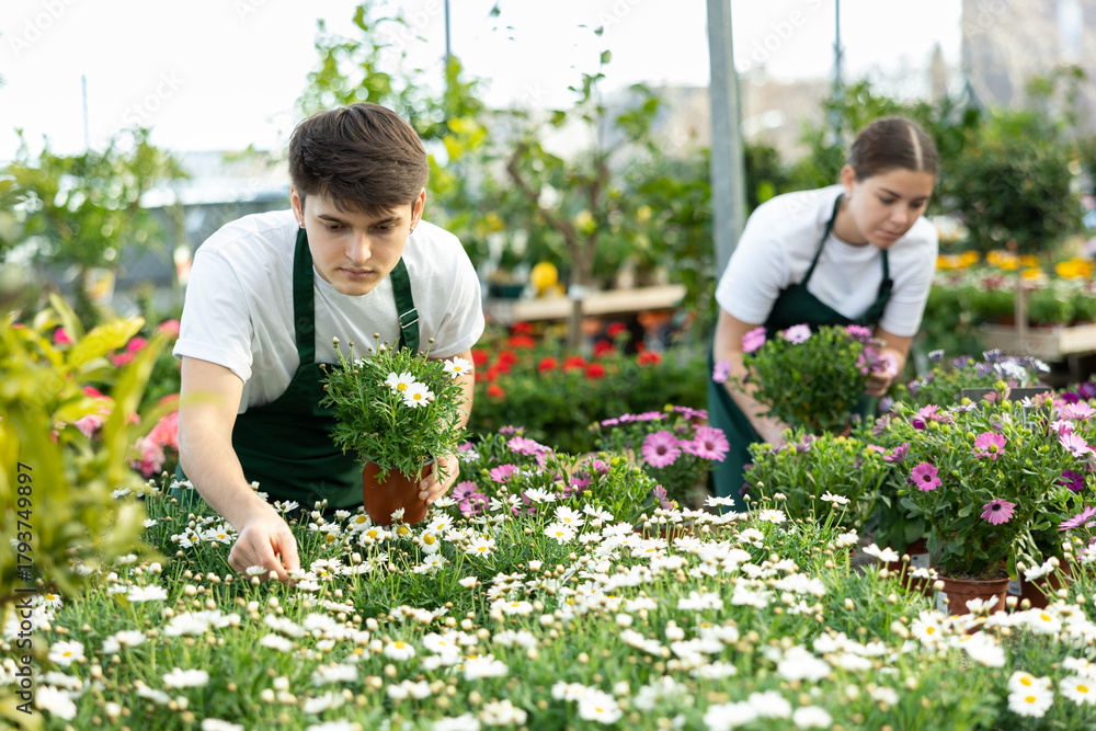 Fototapeta premium male employee of flower supermarket near shelf with chrysanthemums chooses pot with young plant to send to customer