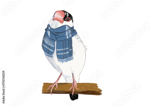 青のチェックのマフラーを巻いた桜文鳥