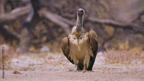 White-backed Vulture - Gyps africanus  is Old World vulture in Accipitridae, closely related to European griffon vulture, walking in dry savannah in Africa. Portrait if the raptor.