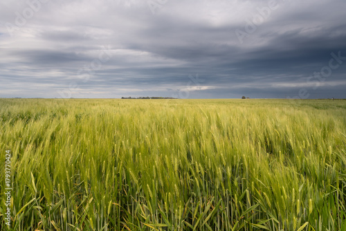Field of wheat in Argentina before harvest