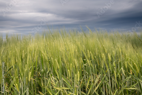 Field of wheat in Argentina before harvest