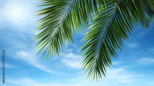 Elevated View of Lush Palm Leaves Against a Bright Blue Sky with Light Clouds for Tropical and Nature-themed Designs