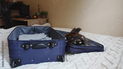 Cute cat lies resting in a suitcase on the bed.
