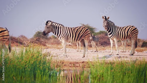 Plains Zebra - Equus quagga formerly Equus burchellii, also common zebra, most common and widespread species of zebra, black and white stripes in savannah, herd at waterhole drinking.