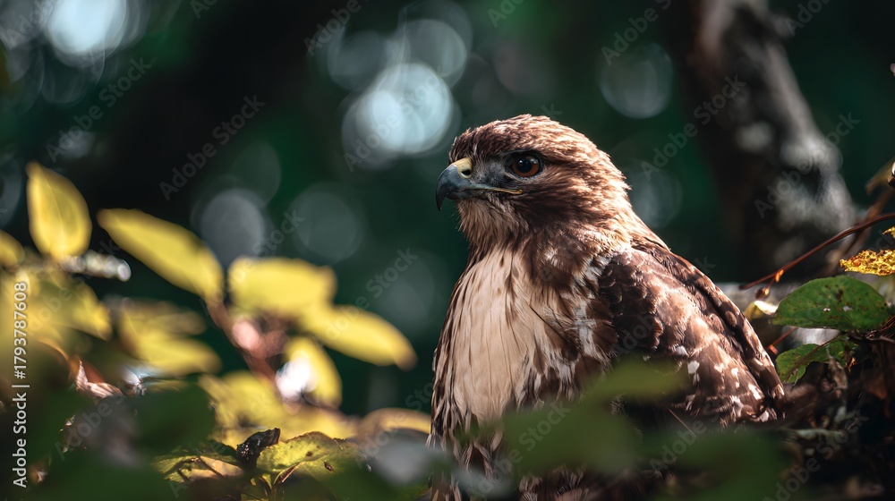 Fototapeta premium Majestic raptor perched among dense forest foliage with dappled sunlight