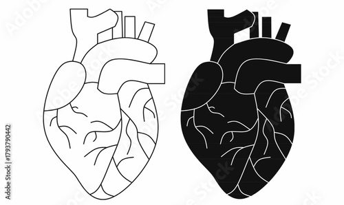 heart icon in outline and silhouette,veins and arteries.for medical, health, anatomy, cardiology, biology, and educational visuals.isolated white background.