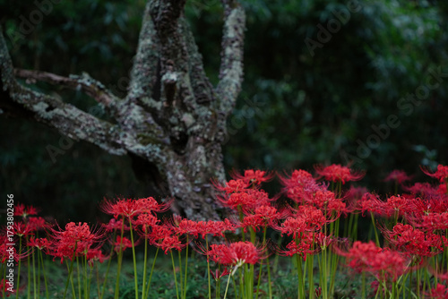しっとりとした雰囲気の彼岸花