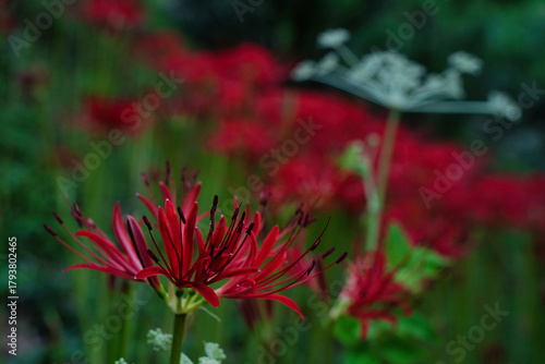 咲き始めた彼岸花