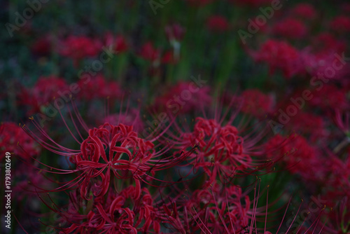 静かに咲き誇る彼岸花