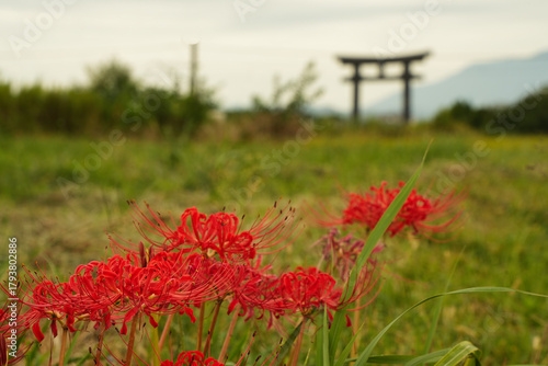 彼岸花と鳥居のシルエット