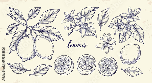 Fresh lemons and lemon tree branches with leaves and flowers, handdrawn illustration
