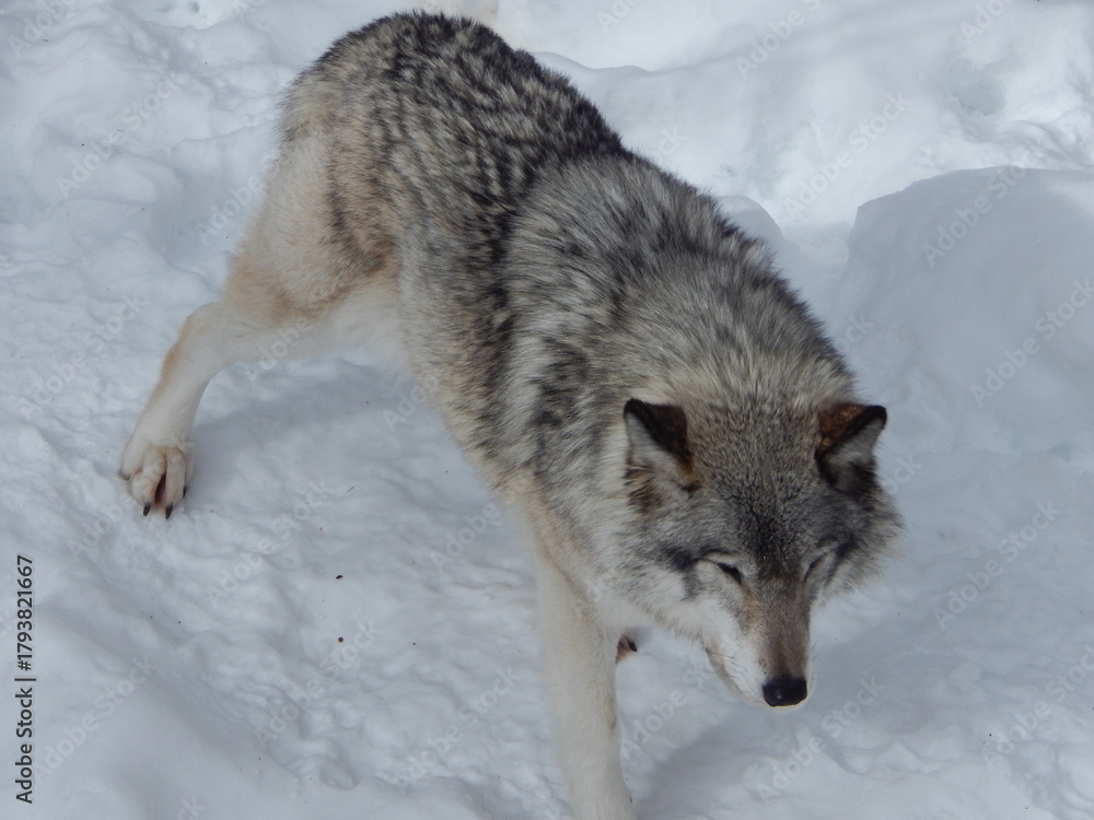 Fototapeta premium Loup gris sous la neige