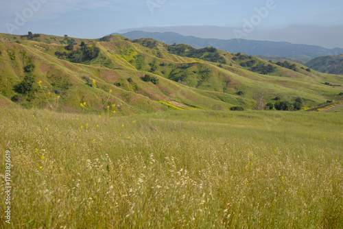 Wildflowers in spring in Chino Hills State Park in California