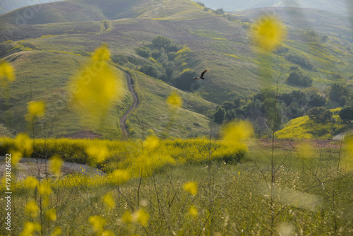 Wildflowers in spring in Chino Hills State Park in California