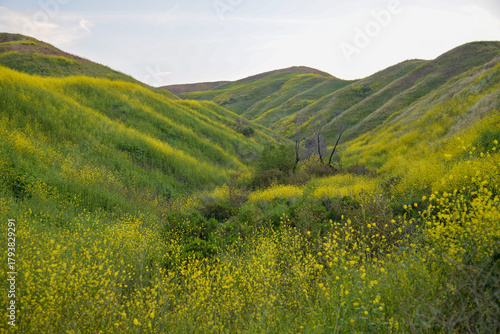 Wildflowers in spring in Chino Hills State Park in California