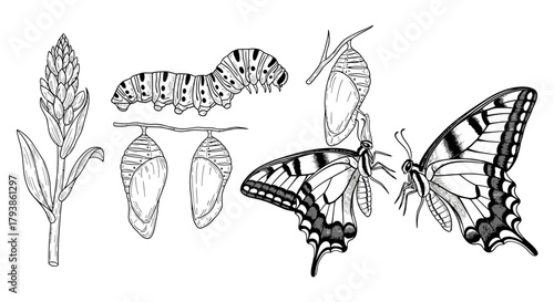 Illustration depicting the life cycle of a butterfly, showing the plant, caterpillar, chrysalis, and butterfly stages in a linear sequence.