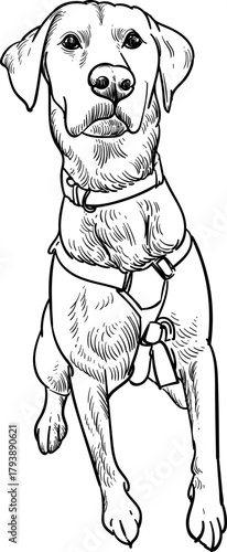 Vintage hand drawn sketch of sit golden retriever  Ski Patrol dog